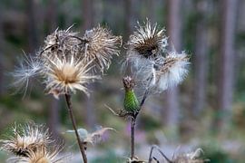 Pusteblume" in the Upper Harz Mountains by t.ART