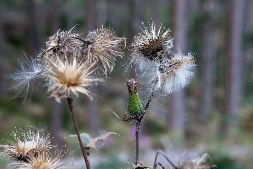 &quot;Pusteblume&quot; im Oberharz von t.ART