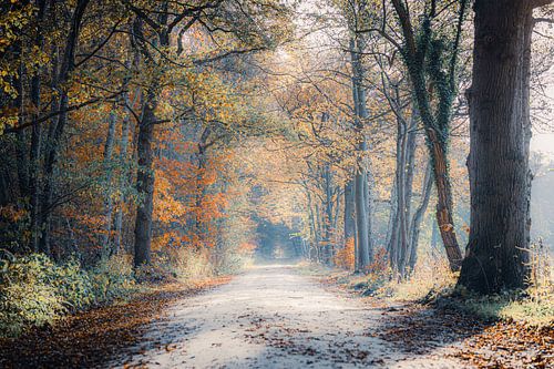 Orange ease - Orange rest