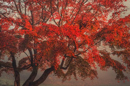 Red maple by Catrin Grabowski