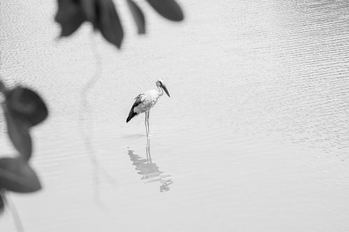 Indische Gaper, Ooievaar