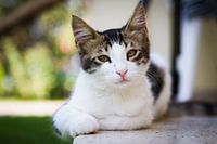 Cat at ease