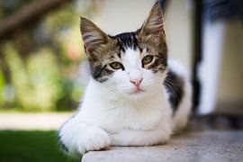 Cat at ease von Leon Weggelaar