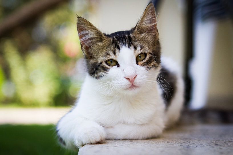 Cat at ease von Leon Weggelaar