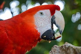 Portrait of colourful, red parrot bird / macaw in Xcaret, Yucata by Manon van Os