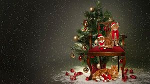 Kerst met katten