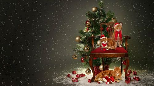 Kerst met katten van Jeannette Penris