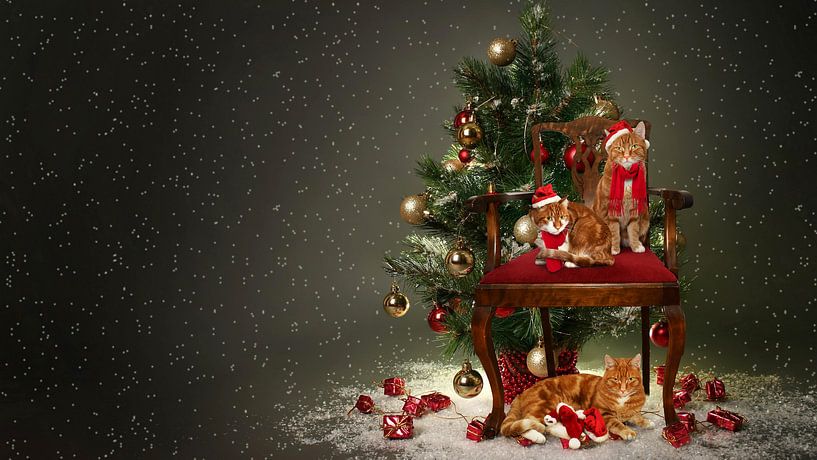 Kerst met katten van Jeannette Penris