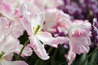 extravagant pink tulip
