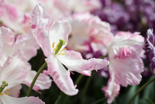 extravagant pink tulip