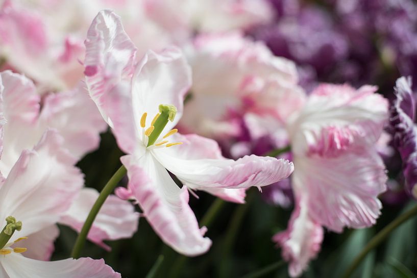 extravagant pink tulip by Lisette van Gameren
