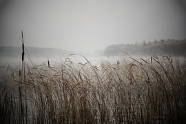 Schilfrohr im Winter