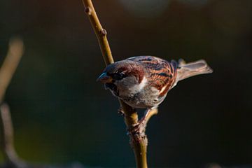 Beep the house sparrow of Barcelona by Yoanique Essink