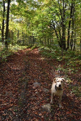 A path in the forest in autumn