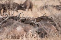 Buffels van Riana Kooij thumbnail