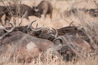 Buffels