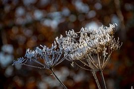 la fleur de glace scintille au soleil
