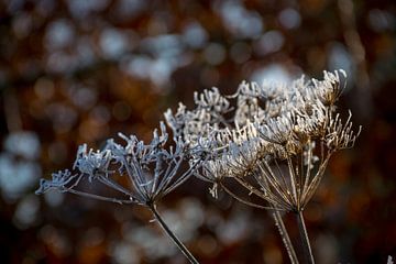 ijsbloem glinstert in de zon