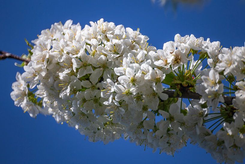 Kersenbloesems - bloesems aan de kersenboom van Gerwin Schadl