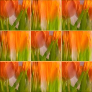 Tulpen | B