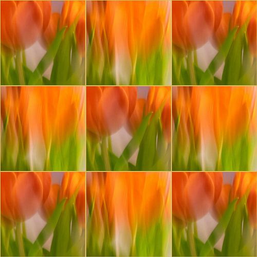 Tulips | B