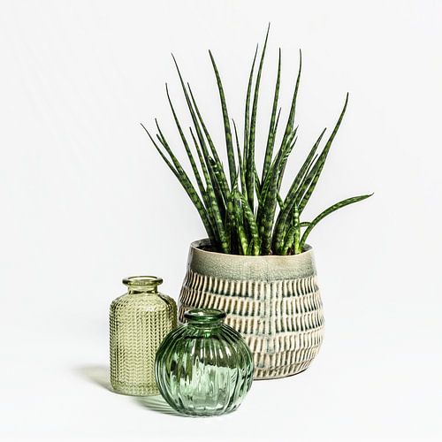 Stilleven met glas en sanseveria/vrouwentong plant