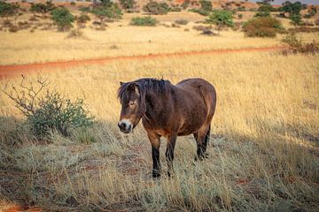 Pony in de Kalahariwoestijn in Namibië, Afrika van Patrick Groß
