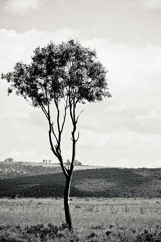 Lonely Tree