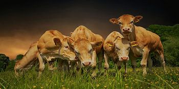 Kühe im Nebel .Markdal Breda