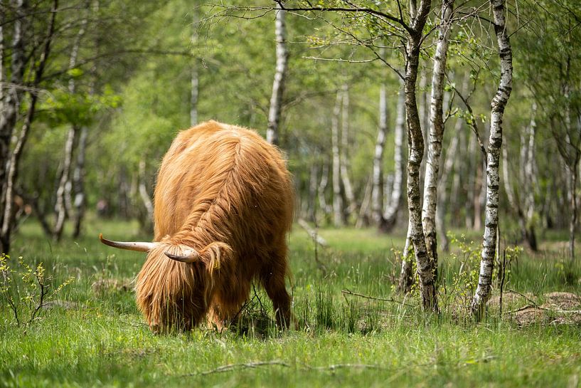 Grazende Schotse hooglanders! van Peter Haastrecht, van