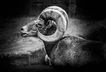 Tiere | Steinbock