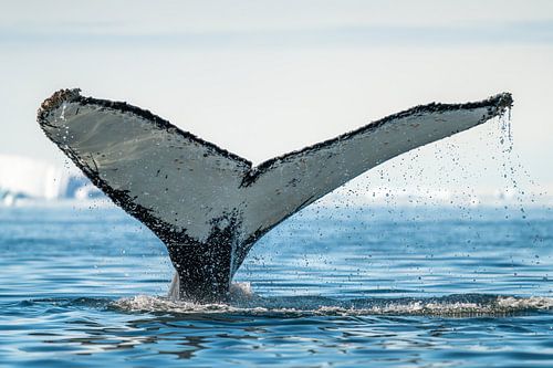 A Whale's Tail Tale sur Tijmen Hobbel