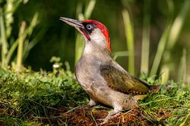 Grünspecht (Picus viridis) von Dirk Rüter