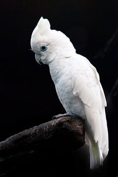 Ein trauriger großer weißer Papagei auf schwarzem Hintergrund sitzt auf einem Stock in einem gackern von Michael Semenov