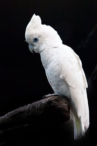 Een trieste grote witte papegaai op een zwarte achtergrond zit op een stokje in een cacky, trieste v