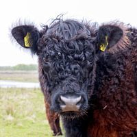 De Muy, Texel.