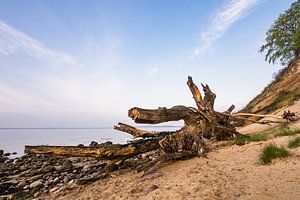 Trunk on shore of the Baltic Sea van Rico Ködder