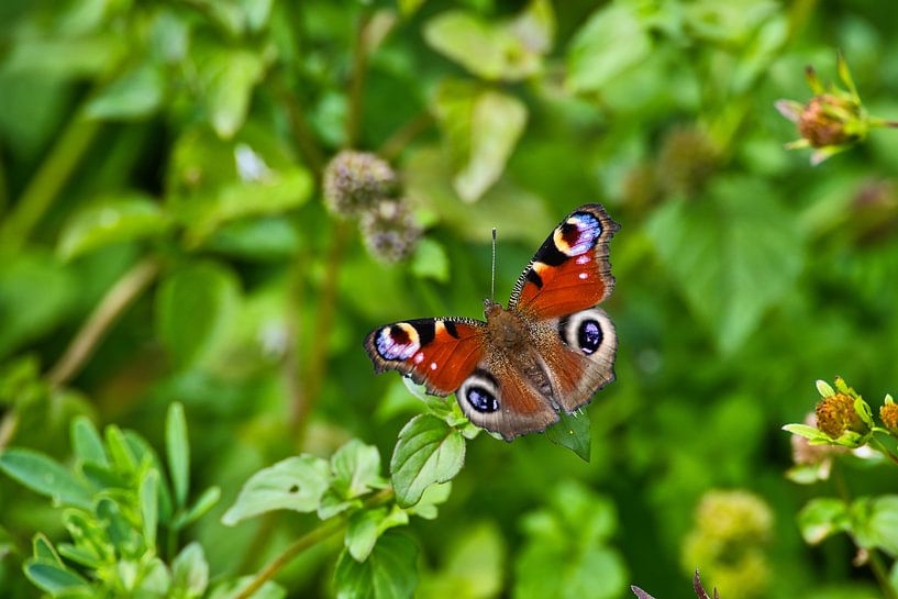 A view of a butterfly at a lake near Allstedt by Andreas Völkel