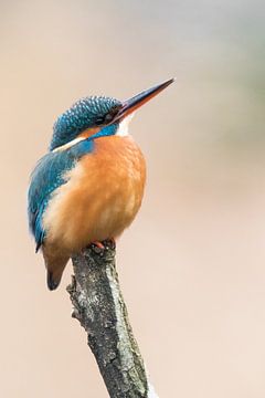 Kingfisher female by Judith Borremans