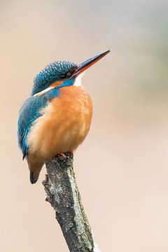 IJsvogel van Judith Borremans