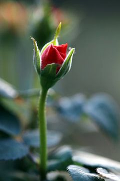 einsame Rose von Augenblicke im Bild