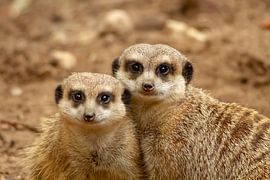 Stokstaartjes kijken je vragend aan von Arnold van der Horst