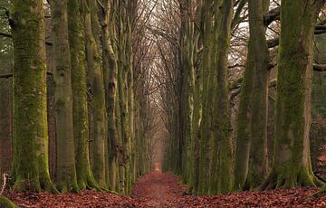Avenue of Trees by René Jonkhout
