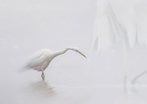 Perdu dans le brouillard