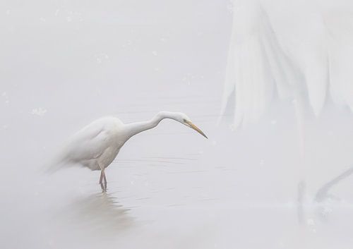 Verdwaald in de mist