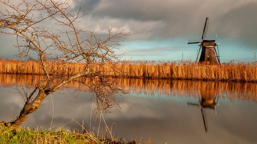 Boom met windmolen van Paul Vergeer
