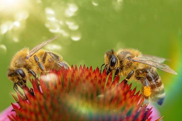 twee bijen van Ribbi
