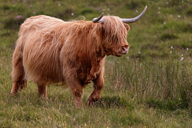 Bovins des Highlands