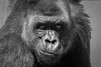 Gorilla man