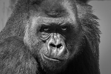 Gorilla man van Rudie Knol